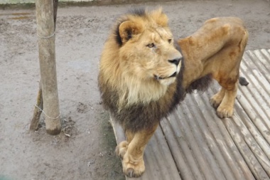 Se escapó un león de un circo de Berazategui: desesperada búsqueda cerca de La Plata antes que se lo coman los perros