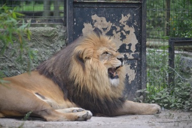 Antes que se muera otro, trasladan a los hermanos del león Nico a un parque abierto en Estados Unidos