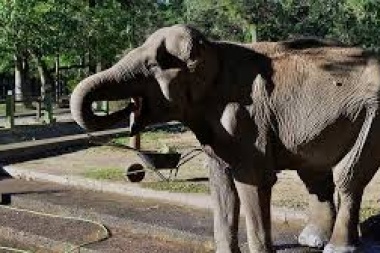 Muñecos de fin de año: en 10 y 40 quemarán uno de homenaje a la Elefanta Pelusa