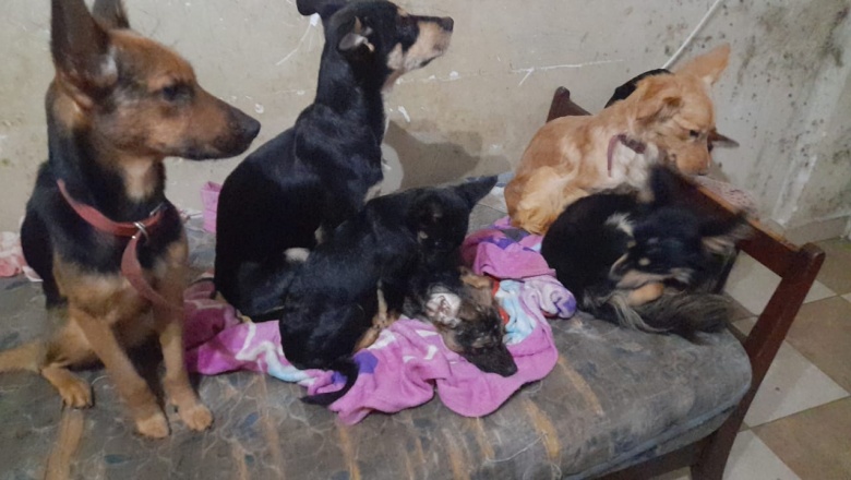 Torres de Villa Elisa: nueve perros, dos niños discapacitados que los necesitan y un consorcio en llamas