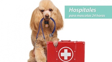 Guau y Miau Emergencias: proponen crear un hospital para mascotas