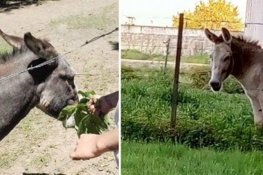 Ya no hay respeto: le robaron los burros a la fábrica de Té Cachamai