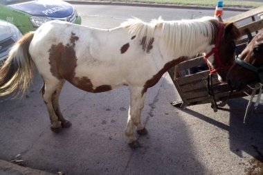 Rescataron a otros cuatro caballitos que eran maltrados