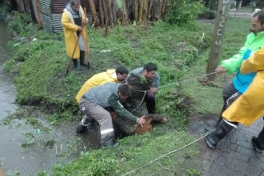 Mala gente: pusieron troncos en un desague para provocar inundación en una zona de la periferia platense