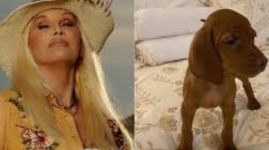 Deporte de alto riesgo: en su "exilio", Susana Giménez se luxó el codo por subir la escalera en pantuflas y con la perra a upa