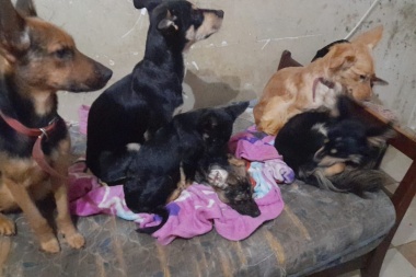 Torres de Villa Elisa: nueve perros, dos niños discapacitados que los necesitan y un consorcio en llamas