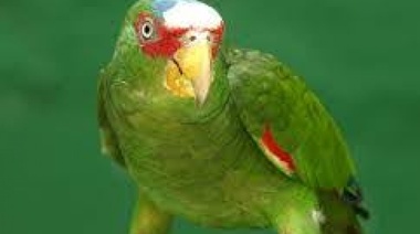 El testimonio de un loro, una de las claves para esclarecer un brutal femicidio