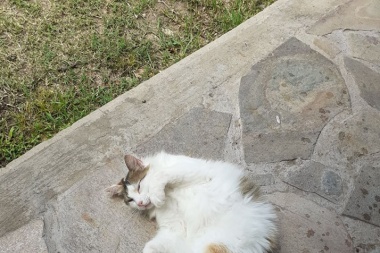 Aclaremos que se trata de los de cuatro patas: hoy es el Día del Gato