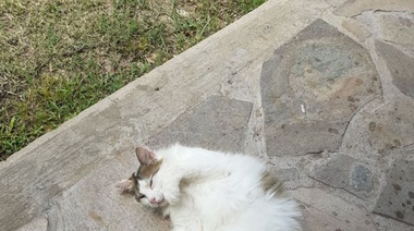 Aclaremos que se trata de los de cuatro patas: hoy es el Día del Gato