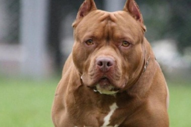 La Justicia ordenó sacrificar al perro que mató a su dueño porque le pegaba para entrenarlo