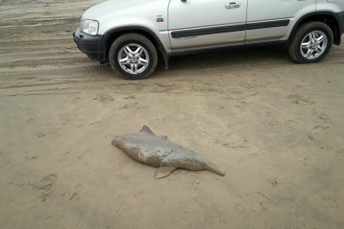 Hay una matanza de delfines franciscanos en las costas de Pinamar y Villa Gesell