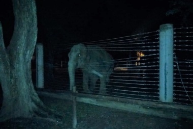 Pelusa se enganchó con los alambres de su hábitat, cayó y ahora rezan para que se levante