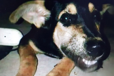 Oral: Una mujer podría ir presa por abusar sexualmente de su perro en Los Hornos