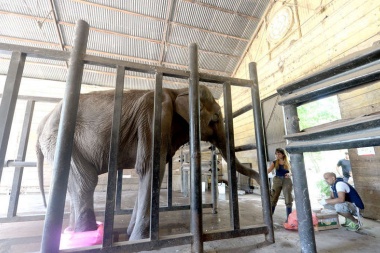 Pelusa se puede ir: el elefantólogo dijo que está bien atendida pero flaca y recomendó ir acostumbrándola a la jaula en que la subirán a un camión