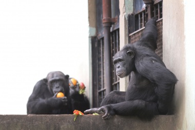 En el Zoo platense el último que apague la luz: se van los chimpances y seguirán las mudanzas