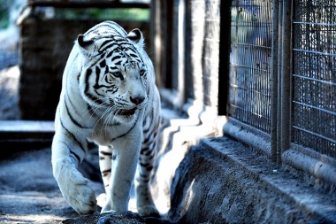Zoo platense: el último que apague la luz, ahora se murió la tigresa Dhara