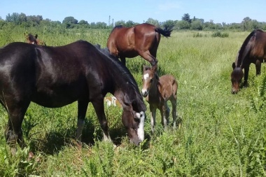 Nacieron dos caballos de yeguas que habían sido rescatadas del maltrato
