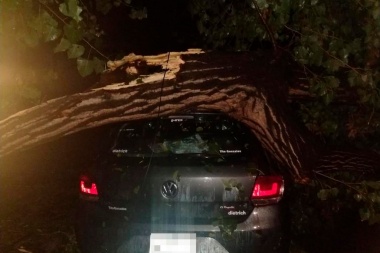 Paga el seguro o paga la Muni: un árbol que estaba hueco cayó sobre el auto de la concejala Lorena Riesgo y lo dejó para que el chapista se haga un pic nic