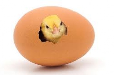 En cualquier momento aparece el pollito: advierten sobre la venta de huevos no aptos para consumo humano
