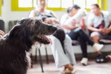 Se tatuará una C en una oreja a las mascotas castradas gratuitamente por el municipio