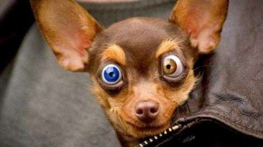 Mi Perro Dinamita: encontró a su mascota jugando con un paquete de cocaína