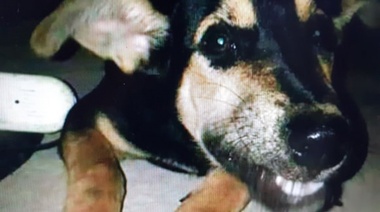 Oral: Una mujer podría ir presa por abusar sexualmente de su perro en Los Hornos