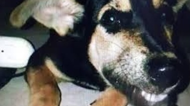 El perro es virgen: comprueban que no hubo abuso en el supuesto caso de zoofilia denunciado en Los Hornos