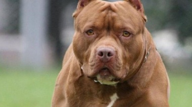 La Justicia ordenó sacrificar al perro que mató a su dueño porque le pegaba para entrenarlo