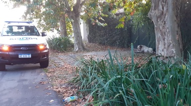 Cuando mutile o mate a una criatura, ahí se van a ocupar: clamor vecinal por un perro asesino en City Bell
