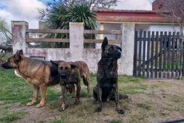 Terror en el La Costa por jauría de perros bravos, ante la inacción de la Municipalidad