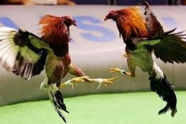 Un Gallo para Esculapio pero en Melchor Romero: rescatan a 85 aves obligadas a pelear hasta la muerte