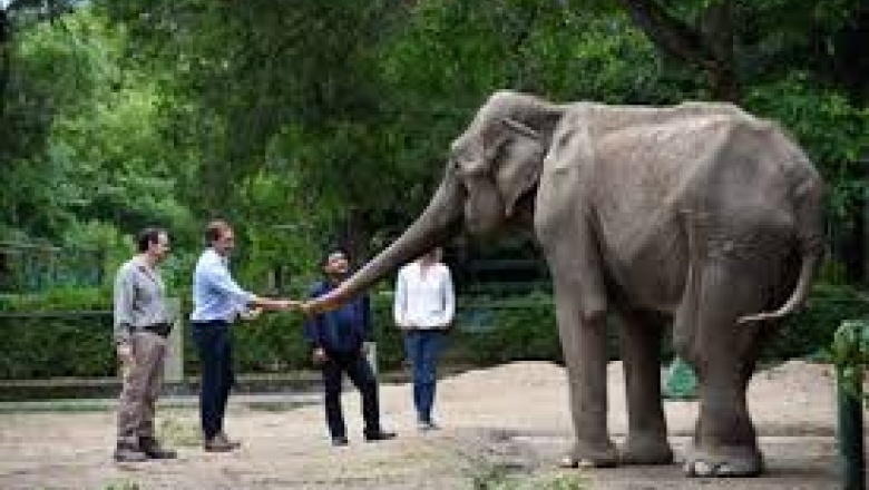 Desde el Zoo platense y por pantalla gigante se podrá ver a Pelusa retozando en el santuario brasileño
