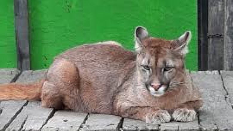 Gatito, vení: se robaron un puma del Ecas y lo encontraron en Tolosa