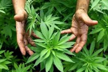 Con autorización y para uso medicinal, ya se puede plantar marihuana en casa