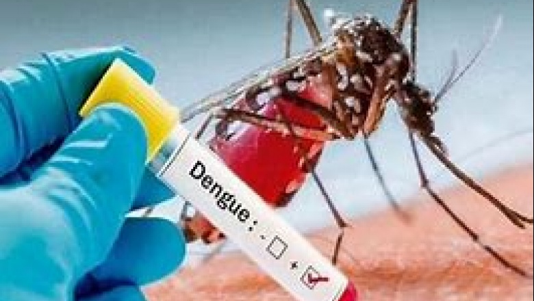 No moleste mosquito: recomendaciones del Municipio platene para prevenir el dengue