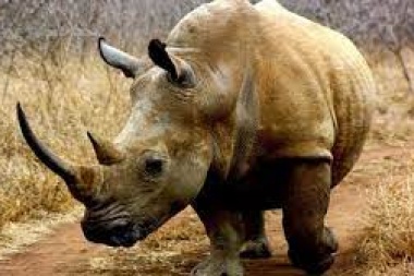 La Merluza Asesina estaba "cortada" con un anestésico para rinocerontes y no se sabe cómo la ingresaron al país