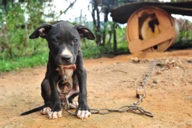 Impulsan penas más duras para los animales que maltraten a otros