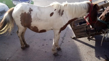 Rescataron a otros cuatro caballitos que eran maltrados