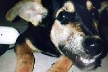 El perro es virgen: comprueban que no hubo abuso en el supuesto caso de zoofilia denunciado en Los Hornos