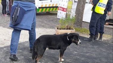 Berisso: una persona herida y flor de revuelo por pelea de perros en el ingreso a la Fiesta del Inmigrante