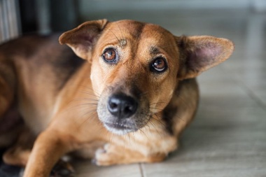 Se quedaron cortos pero algo es algo:2 años y 7 meses de prisión efectiva por maltratar a su perro