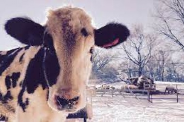 Vacas de invierno:_ arranca en todo el país la fiscalización del transporte de pasajeros y carga