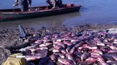Cuando hay hambre no hay sábalo duro: levantaron la prohibición de pescarlos en el Río de la Plata