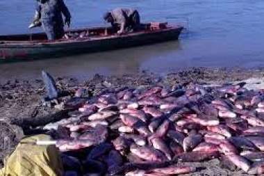 Cuando hay hambre no hay sábalo duro: levantaron la prohibición de pescarlos en el Río de la Plata