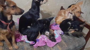 Torres de Villa Elisa: nueve perros, dos niños discapacitados que los necesitan y un consorcio en llamas