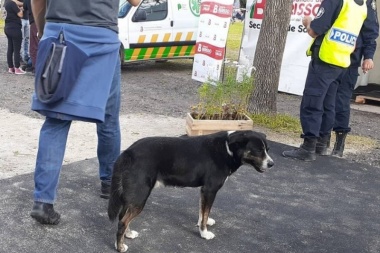 Berisso: una persona herida y flor de revuelo por pelea de perros en el ingreso a la Fiesta del Inmigrante