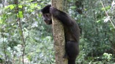 "Cementerio de Animales": Lambertini acusó a Garro por la desaparición de la mona Mecha y otros ejemplares en el Bioparque