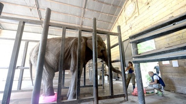Murió Pelusa y los que la cuidaron de verdad le pedirán a Garro que autorice a enterrarla en el zoo