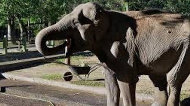 Muñecos de fin de año: en 10 y 40 quemarán uno de homenaje a la Elefanta Pelusa