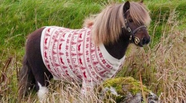 Está  bien que el amor es ciego pero...con un Pony ya es demasiado